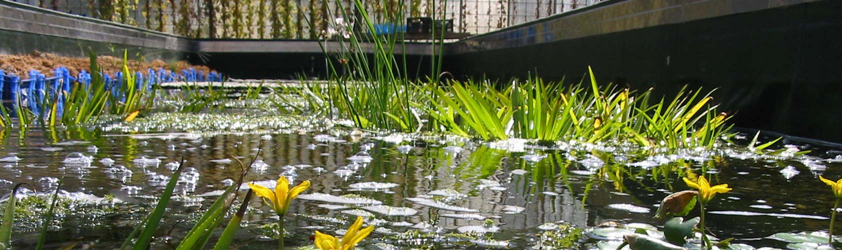 bi teichbluehte06 1684