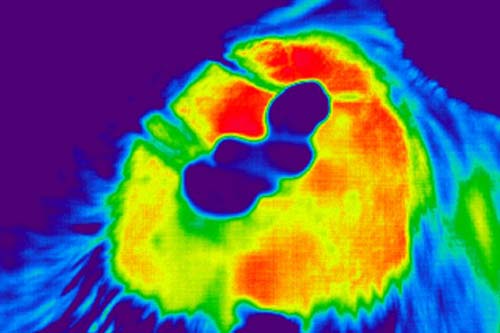 bi waermebild pferd9egel 500